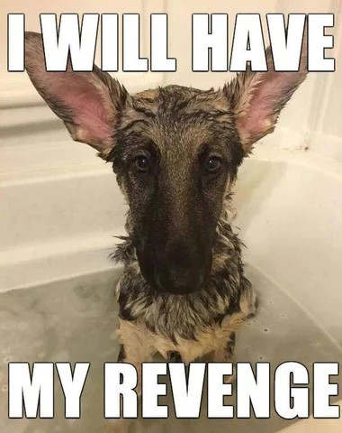 german shepherd meme revenge