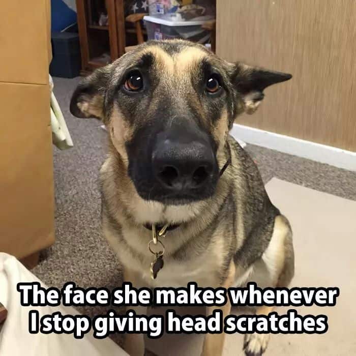 german shepherd meme scratches