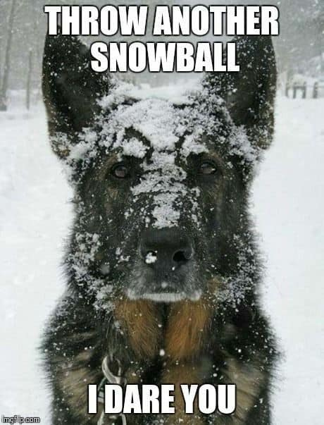 german shepherd meme snowball