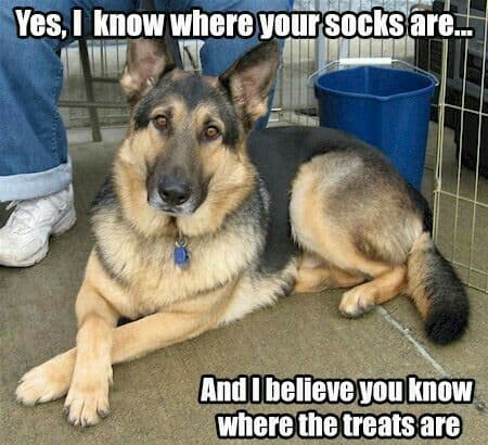 german shepherd meme socks