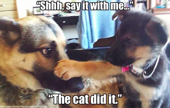 german shepherd meme the cat did it