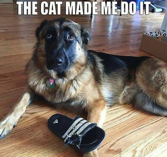 german shepherd meme the cat made me do it