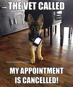 german shepherd meme the vet called