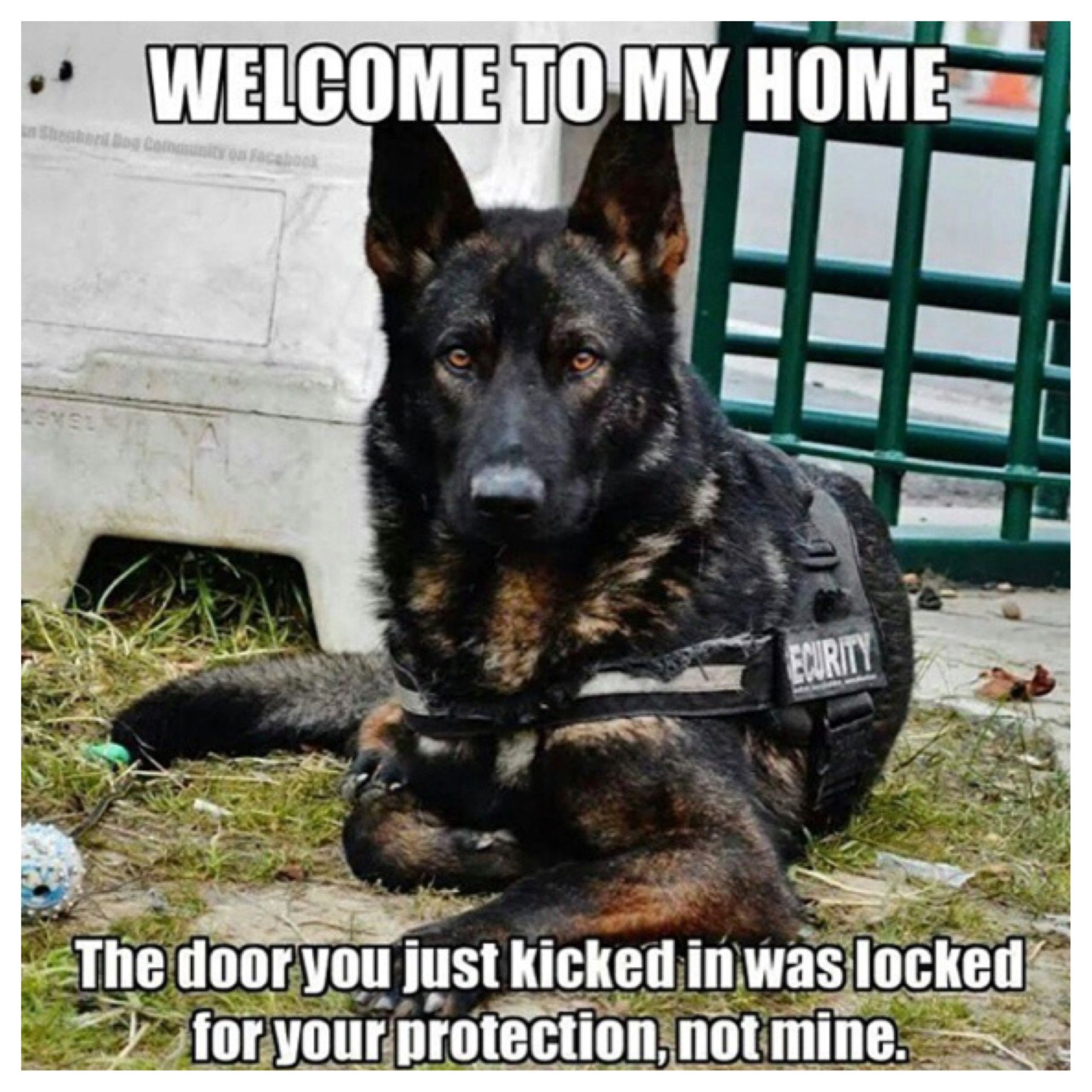 german shepherd meme welcome to my home