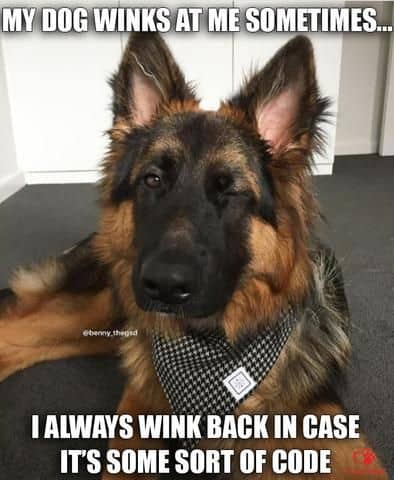 german shepherd meme wink