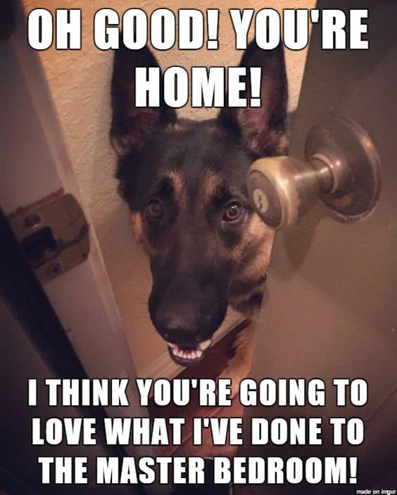 german shepherd meme with door