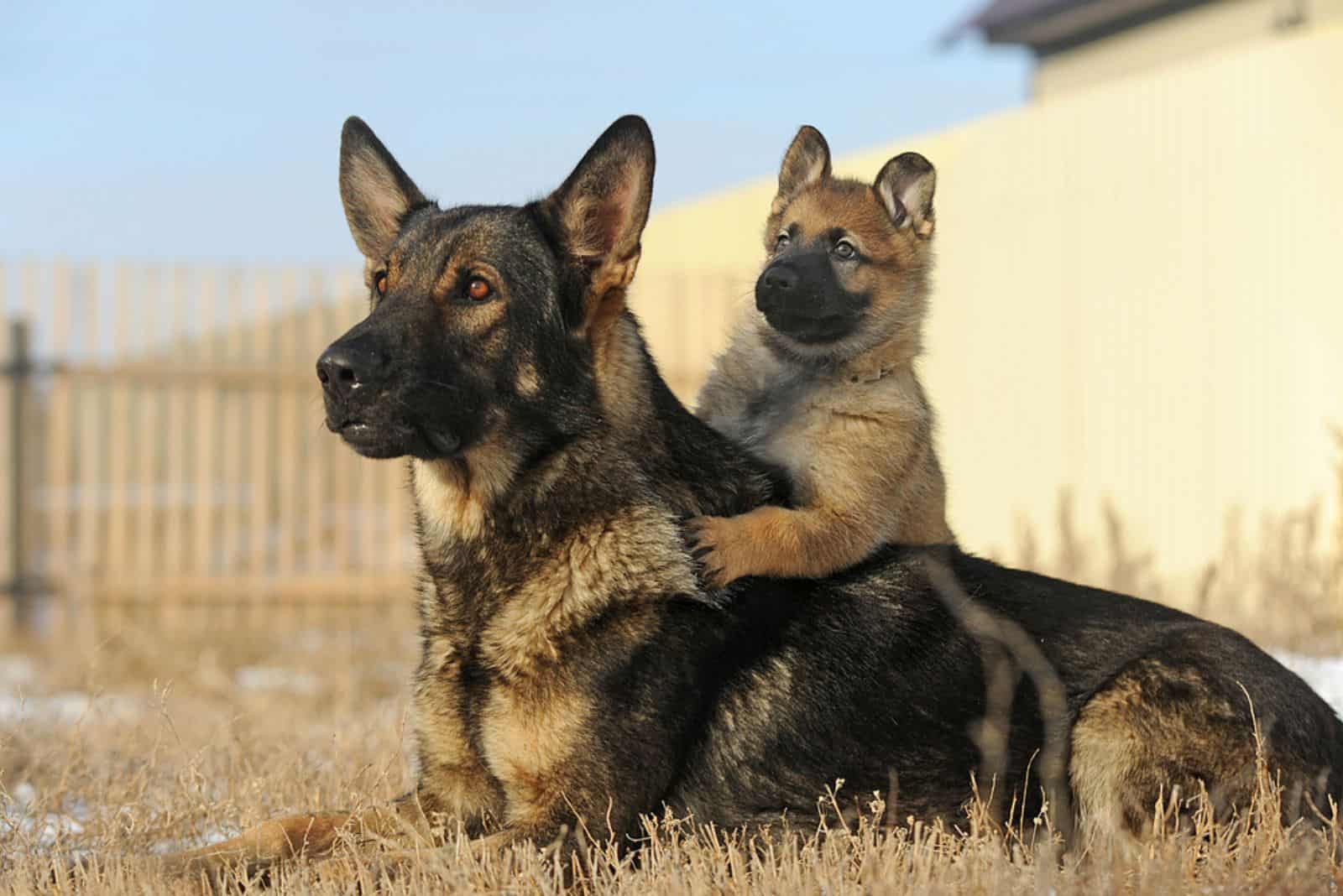 german shepherd mother with her puppy