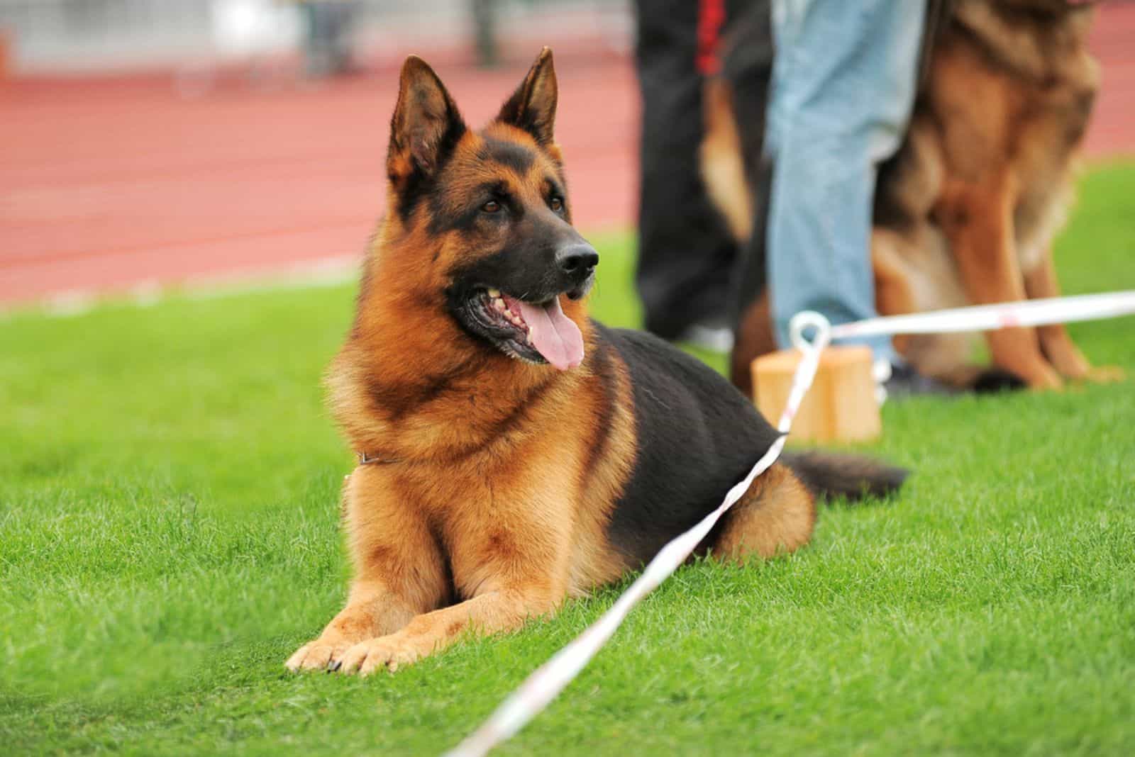 german shepherd on the green grass