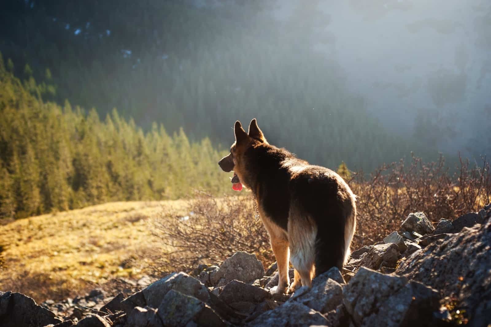 german shepherd photographed in nature in the mountains