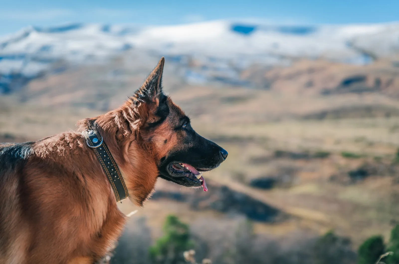 german shepherd photographed with mountains in background