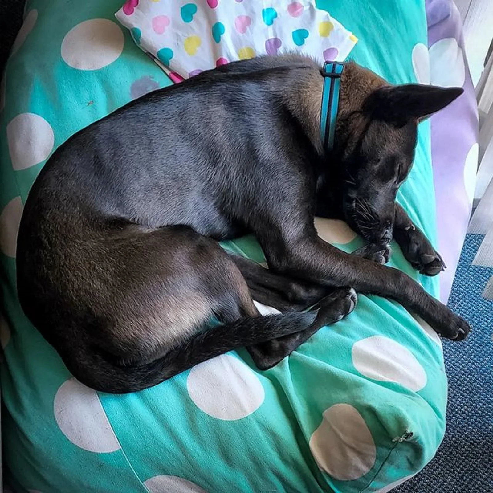 german shepherd pitbull dog sleeping on his pillow