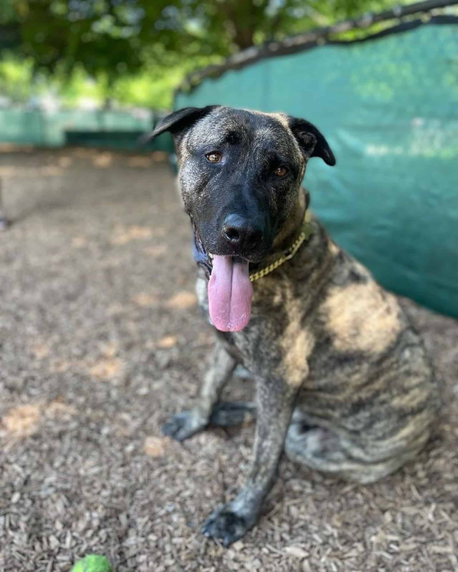 german shepherd pitbull dog sitting on the ground