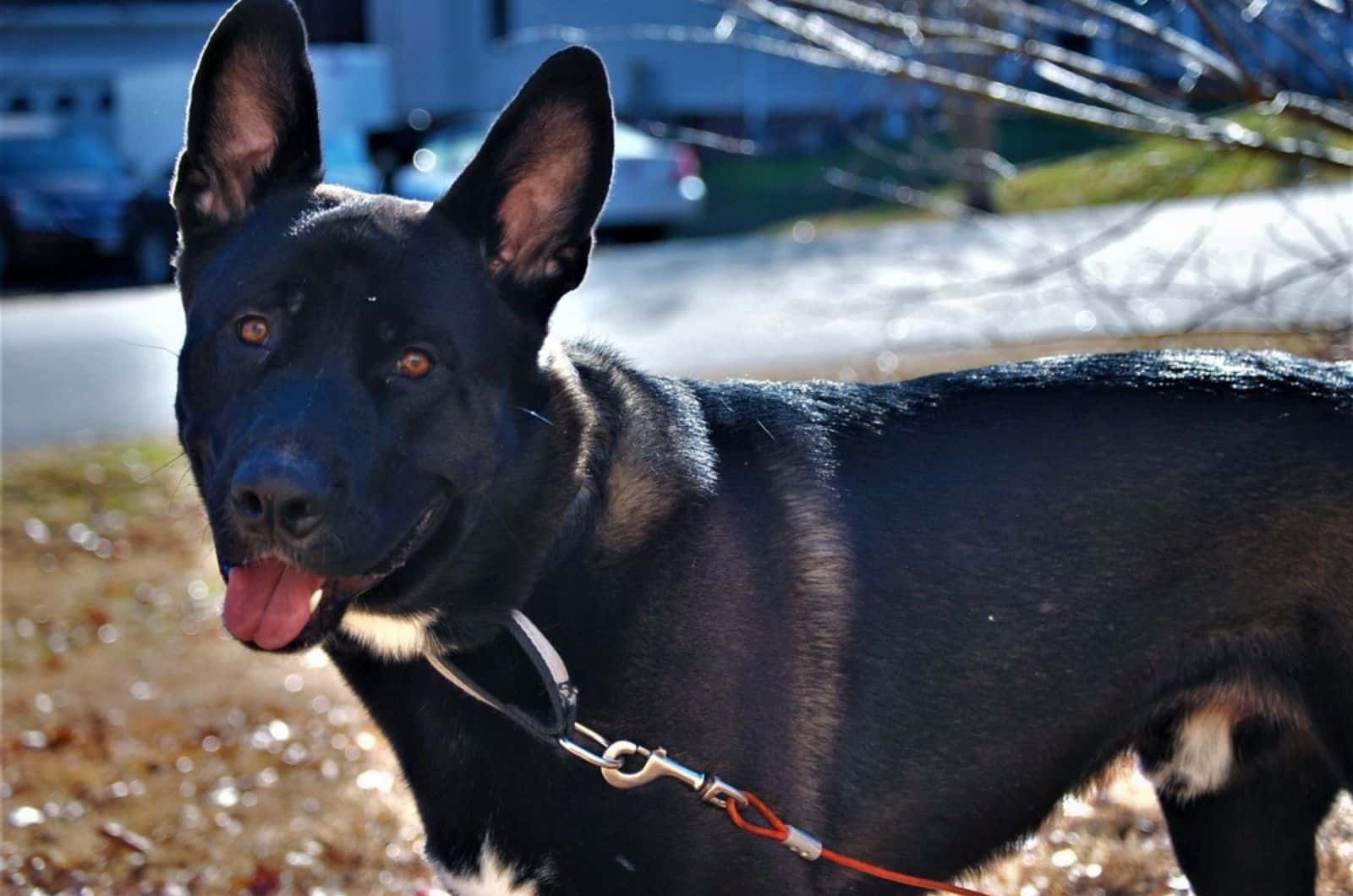 german shepherd pitbull mix on a leash