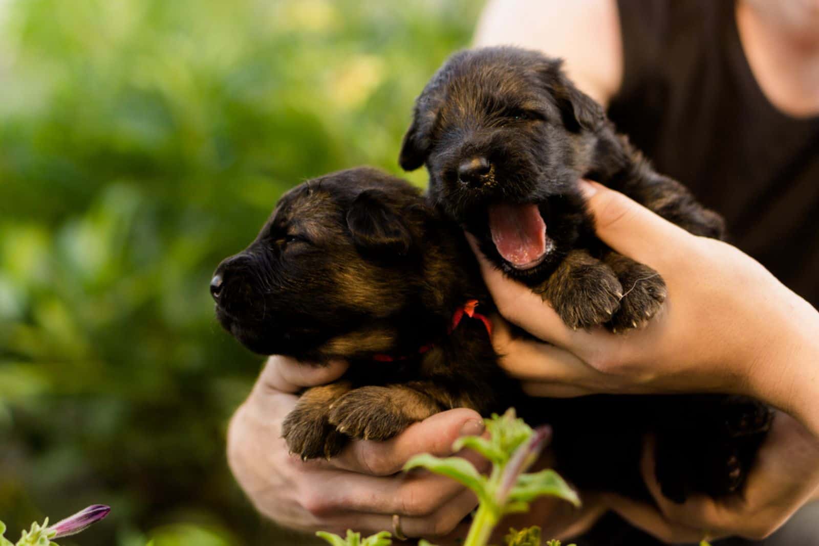 german shepherd puppies on a sunny day