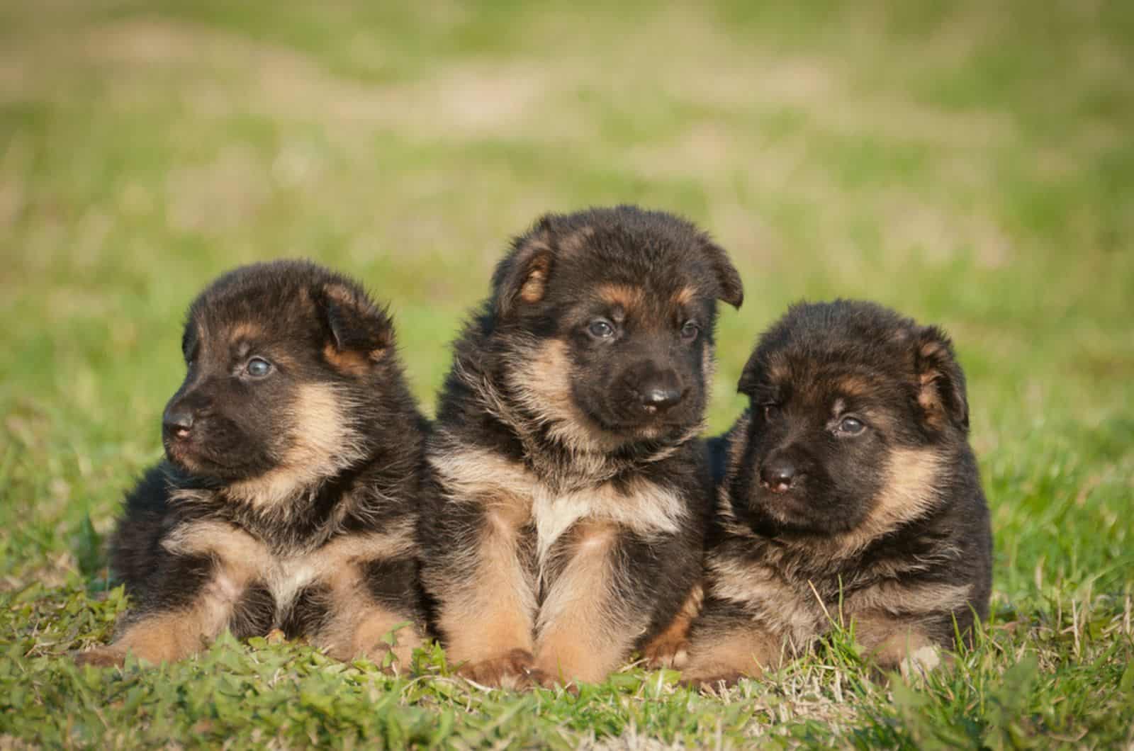 german shepherd puppies sitting on the grass