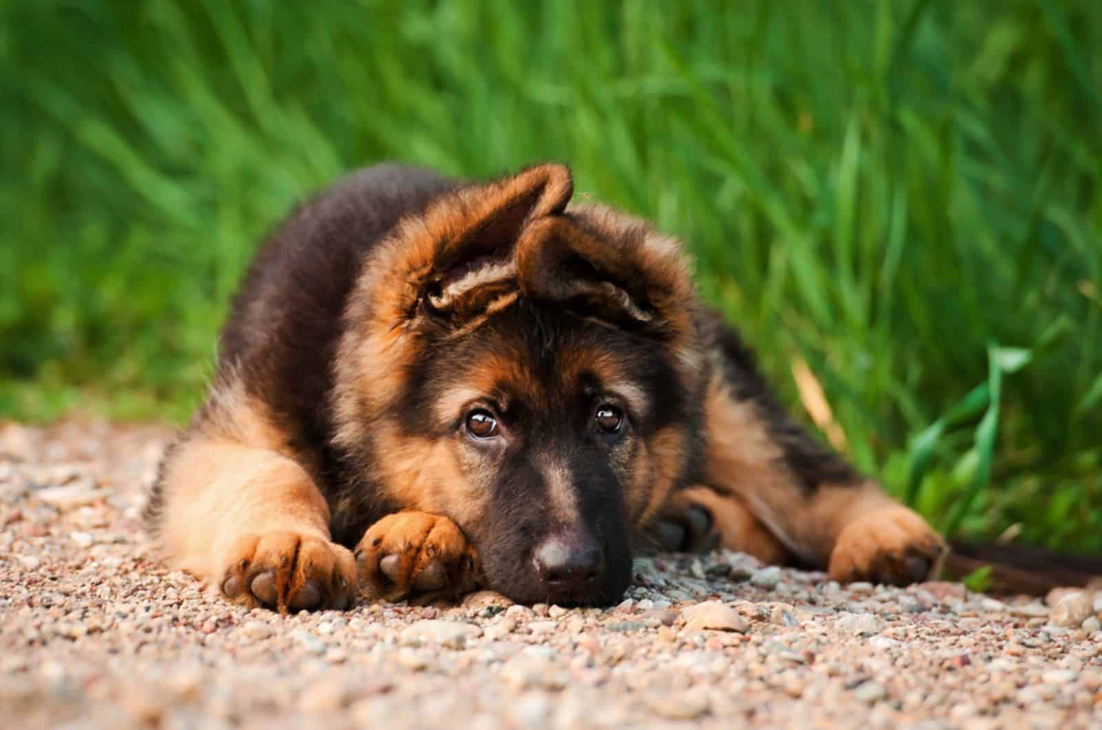 german shepherd puppy lying on the ground
