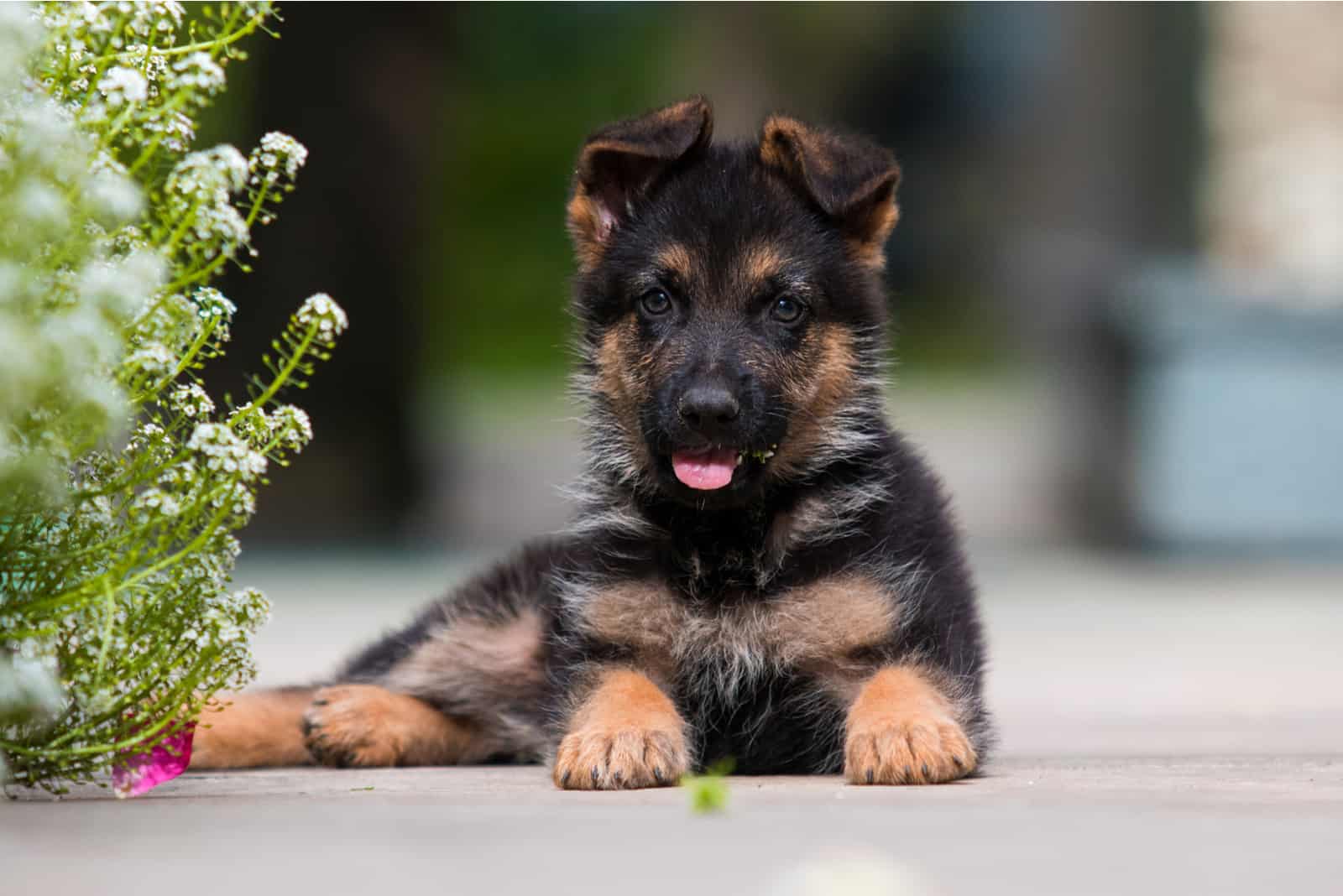 german shepherd puppy resting outside