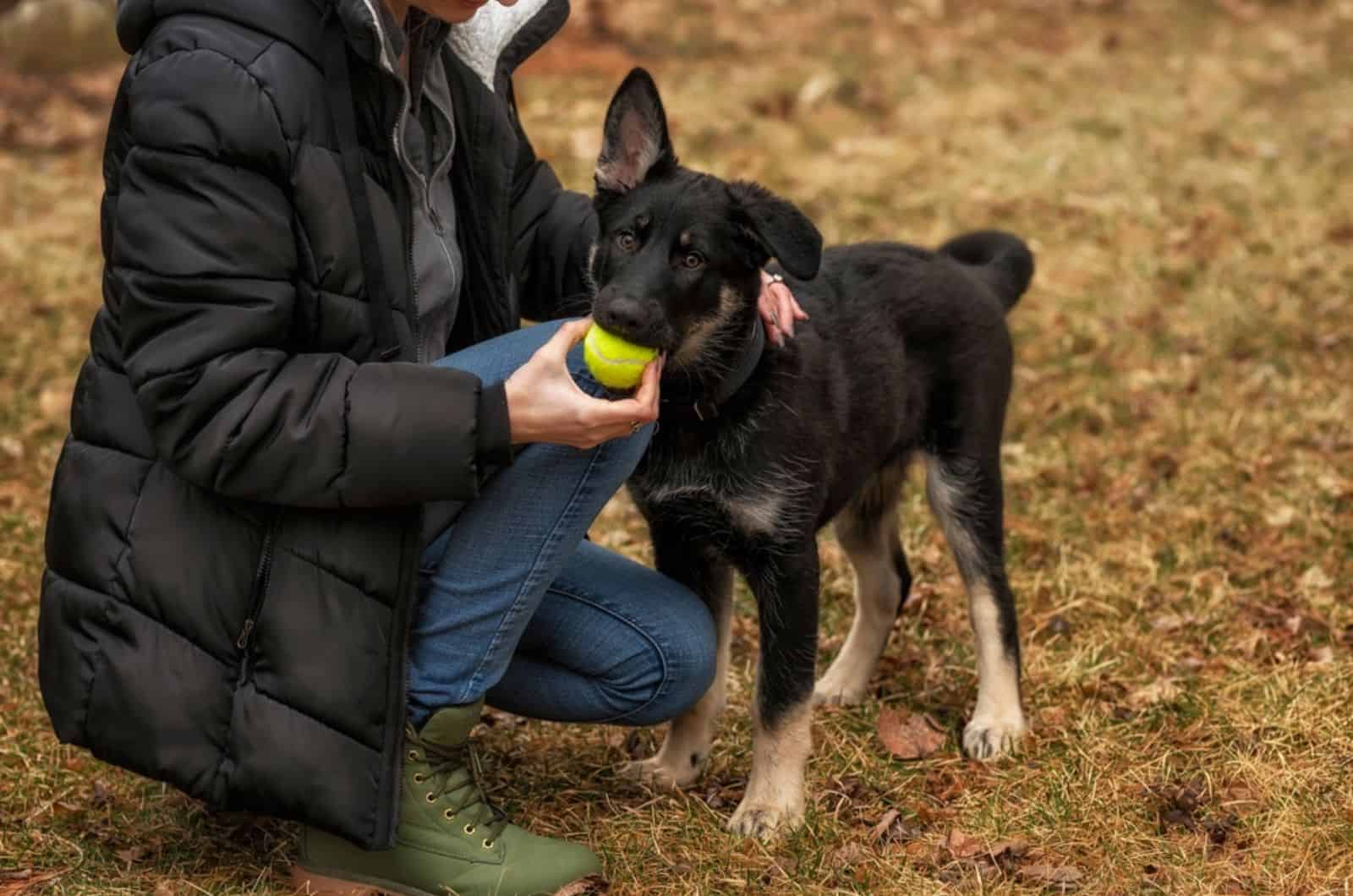 german shepherd puppy playing with his owner