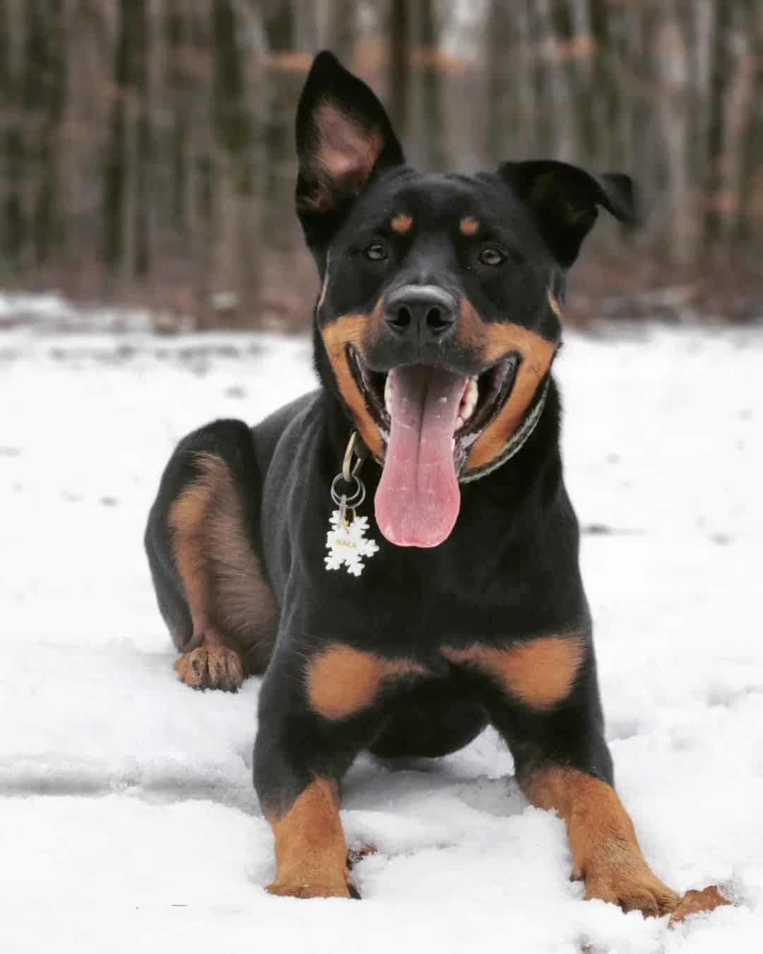 german shepherd rottweiler mix in snow