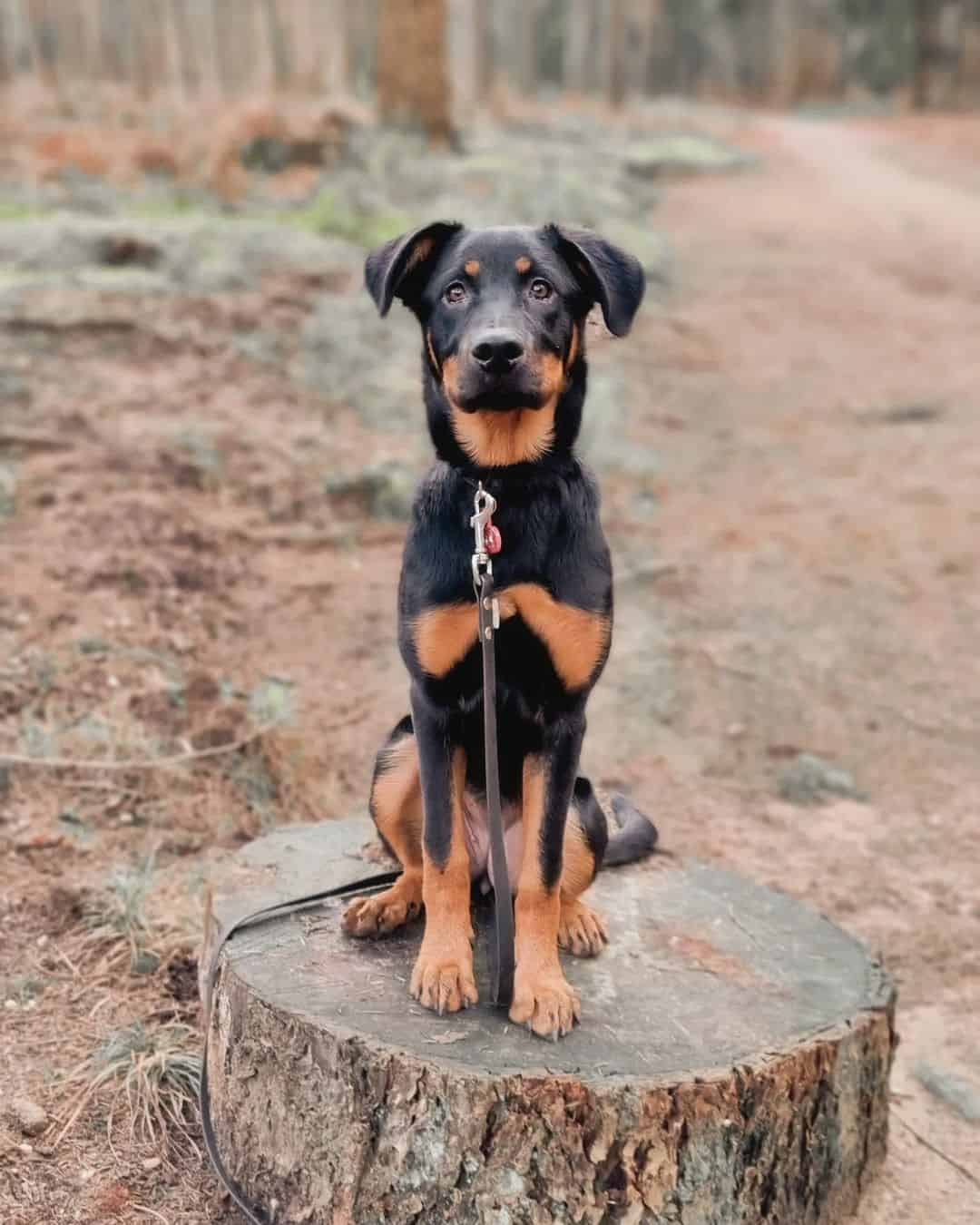 german shepherd rottweiler mix puppy