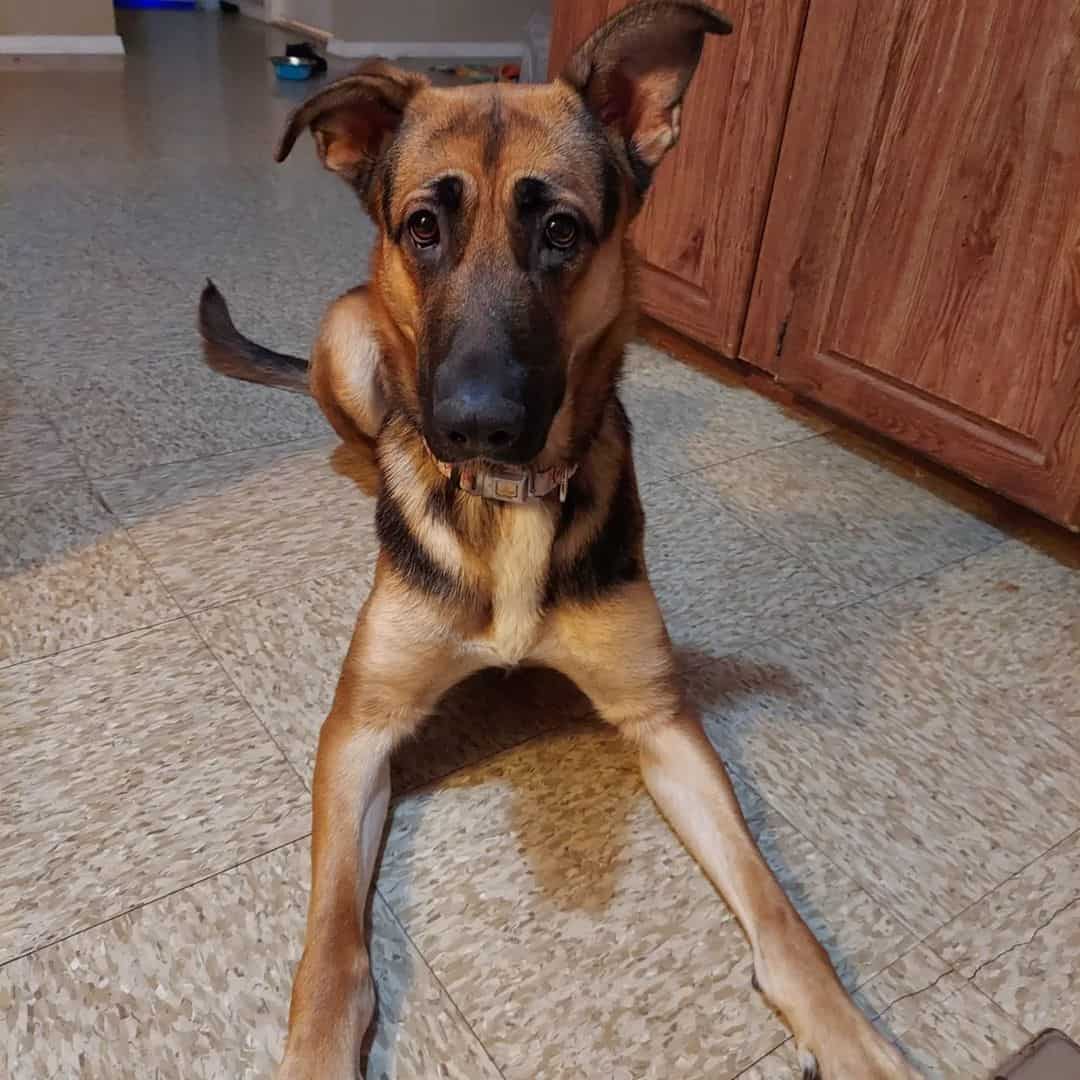 german shepherd rottweiler mix resting on floor