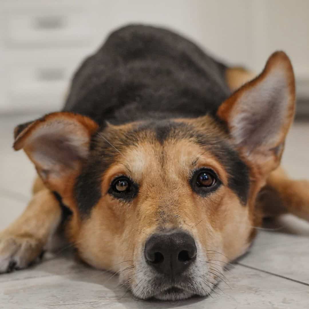 german shepherd rottweiler mix