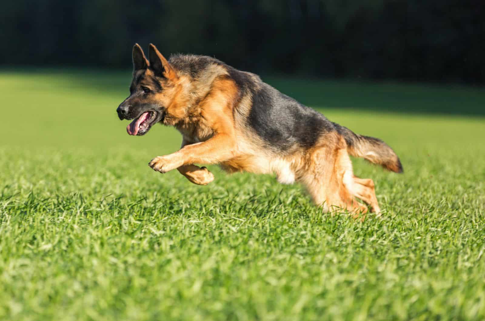 german shepherd running in summer meadow