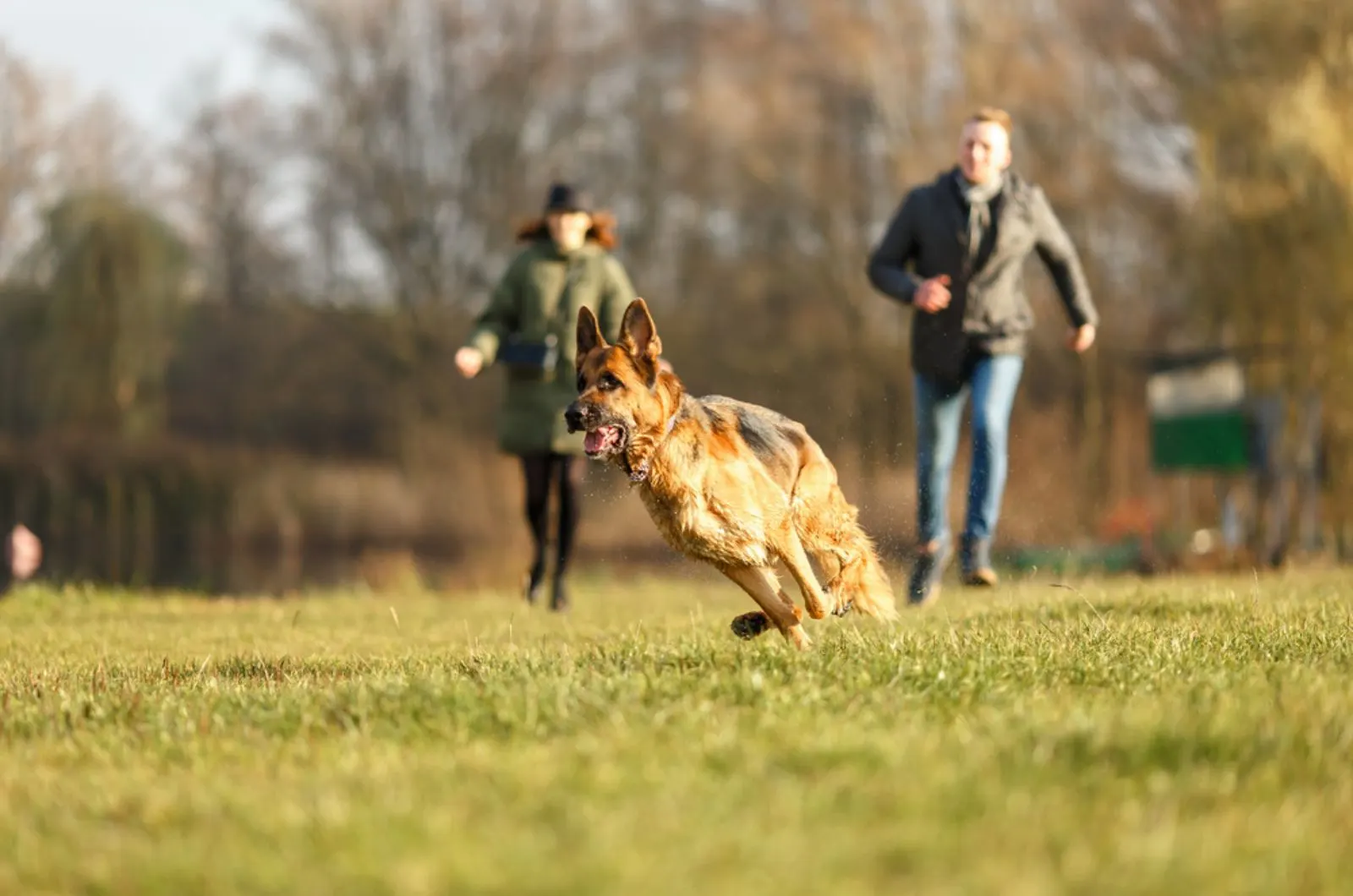 german shepherd running in the park