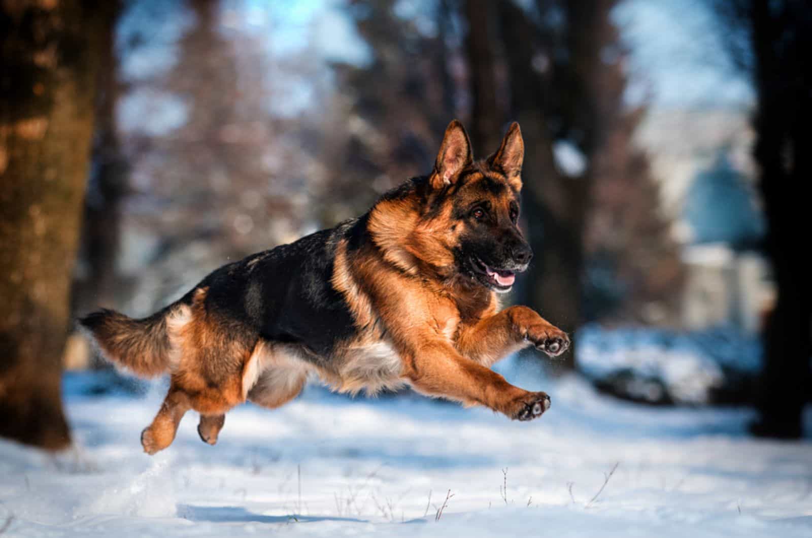 german shepherd running in forest on the snow