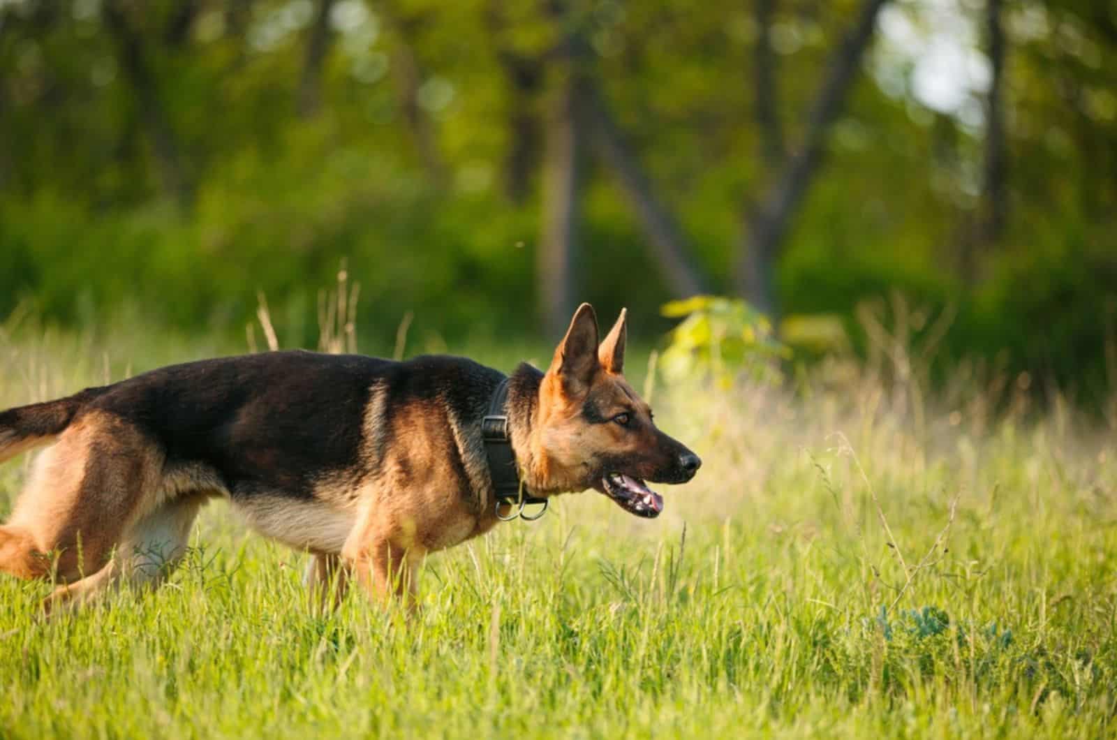 german shepherd running on a meadow