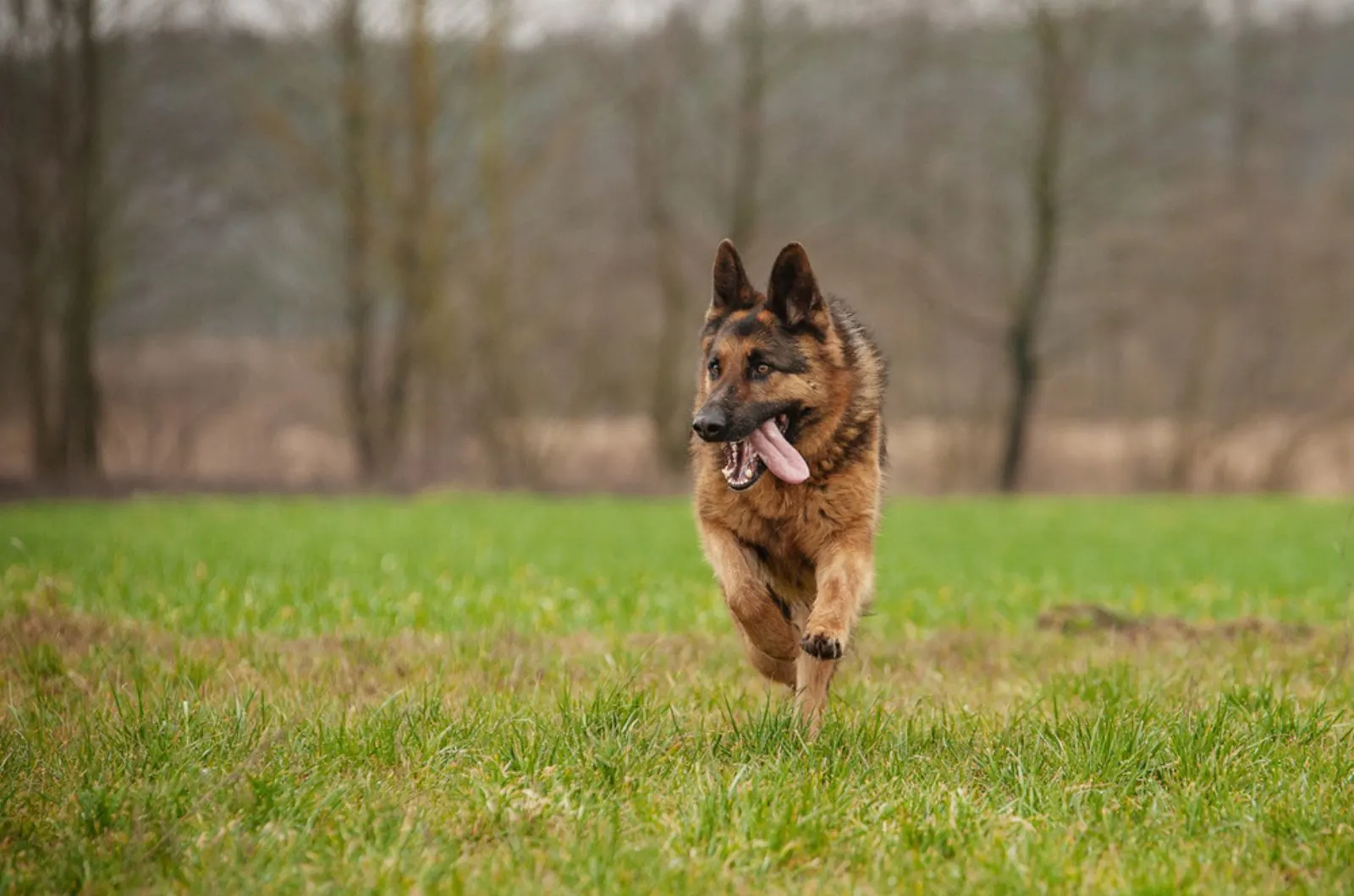 german shepherd running on a meadow