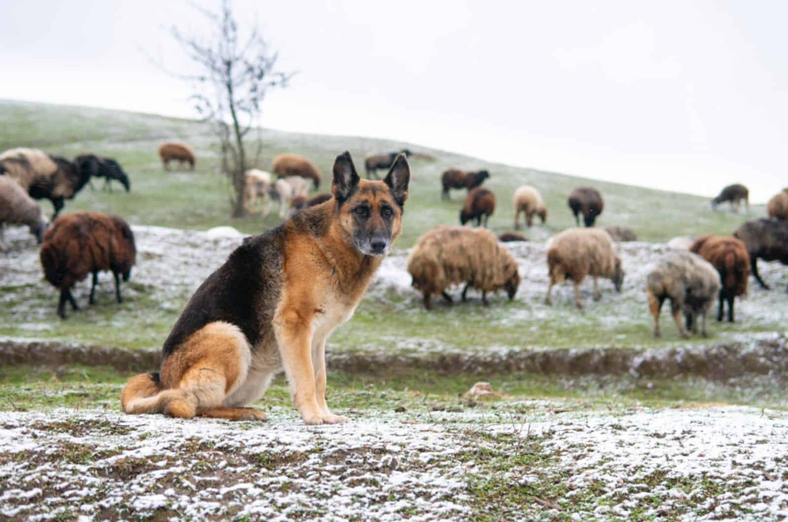 german shepherd sits on a snowy grass  in front of a sheep herd 