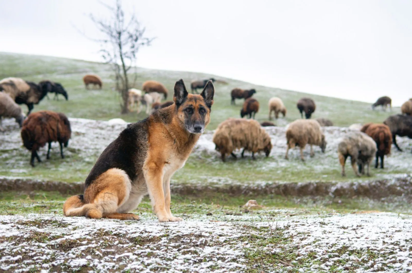 german shepherd sits on a snowy grass in front of a sheep herd