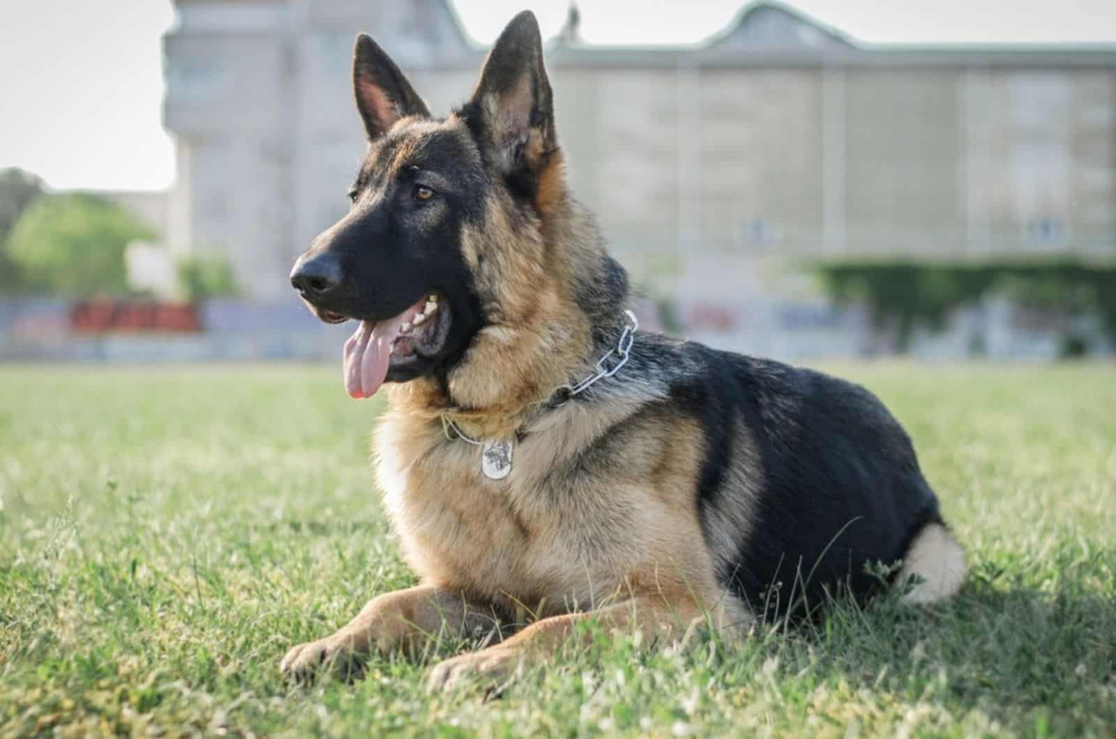 german shepherd sitting on the grass in the park