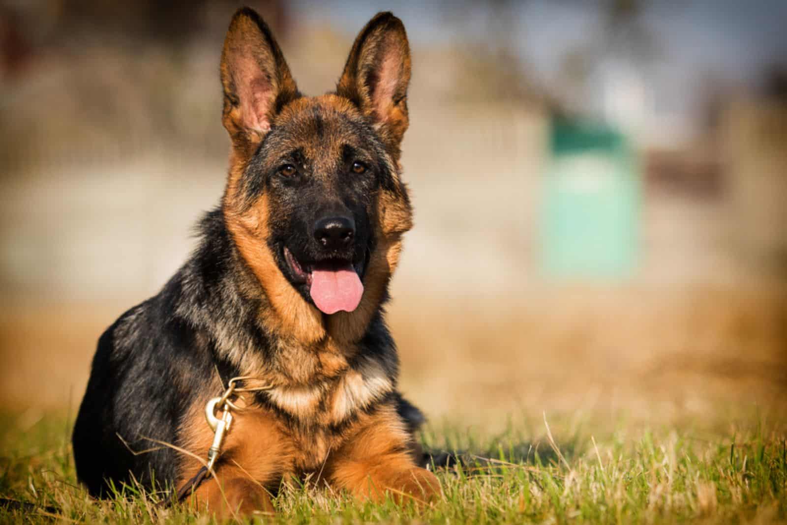 german shepherd sitting on the lawn