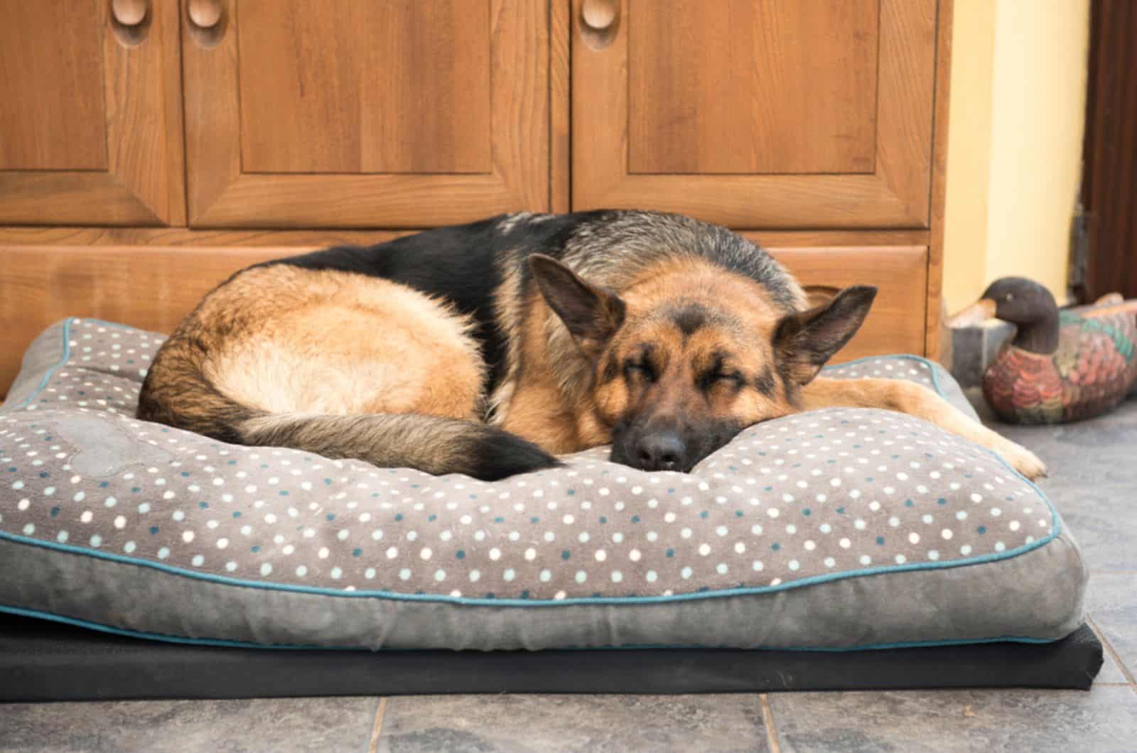 german shepherd sleeping in his bed in an apartment