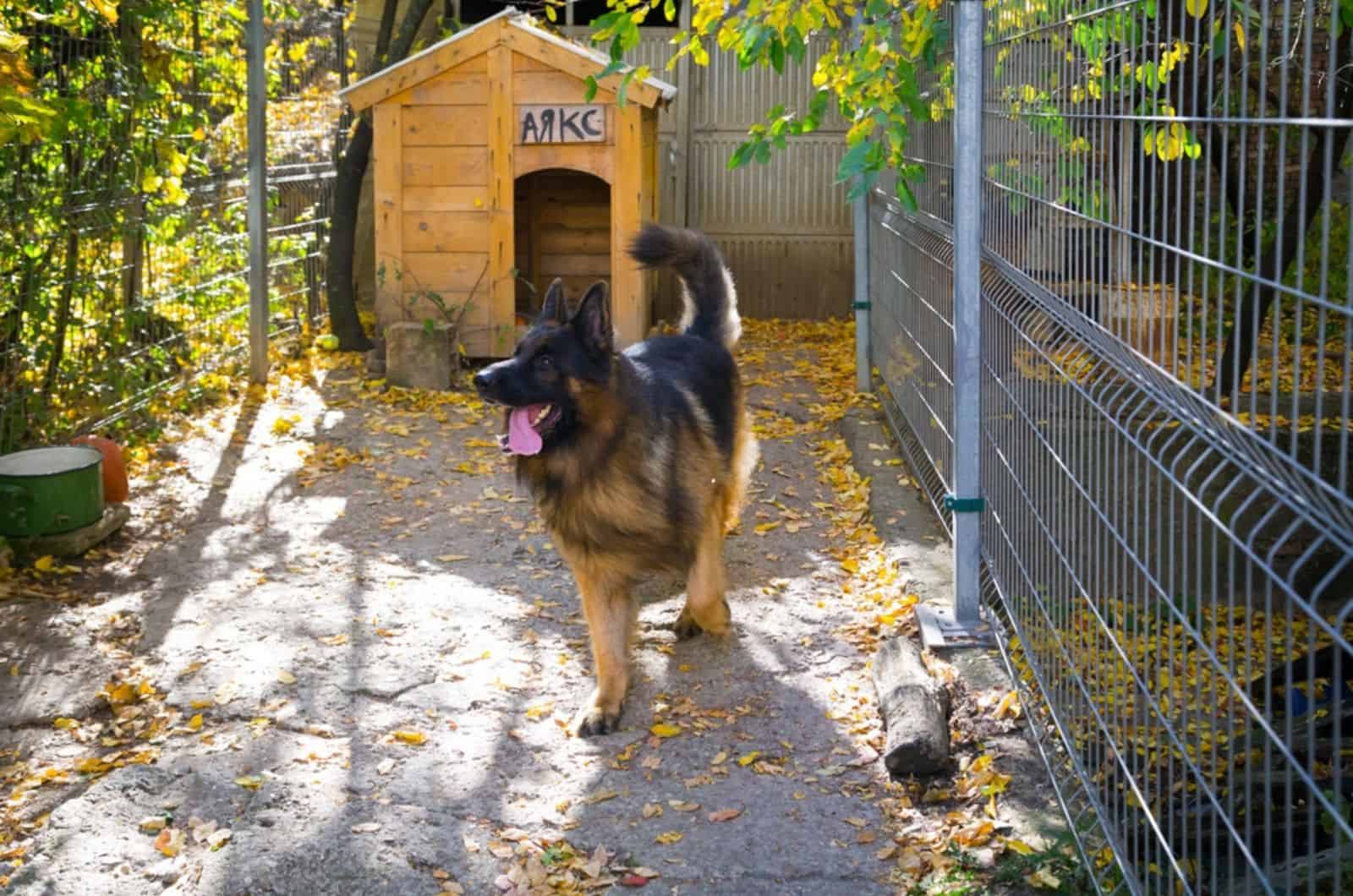 german shepherd standing near dog house in autumn