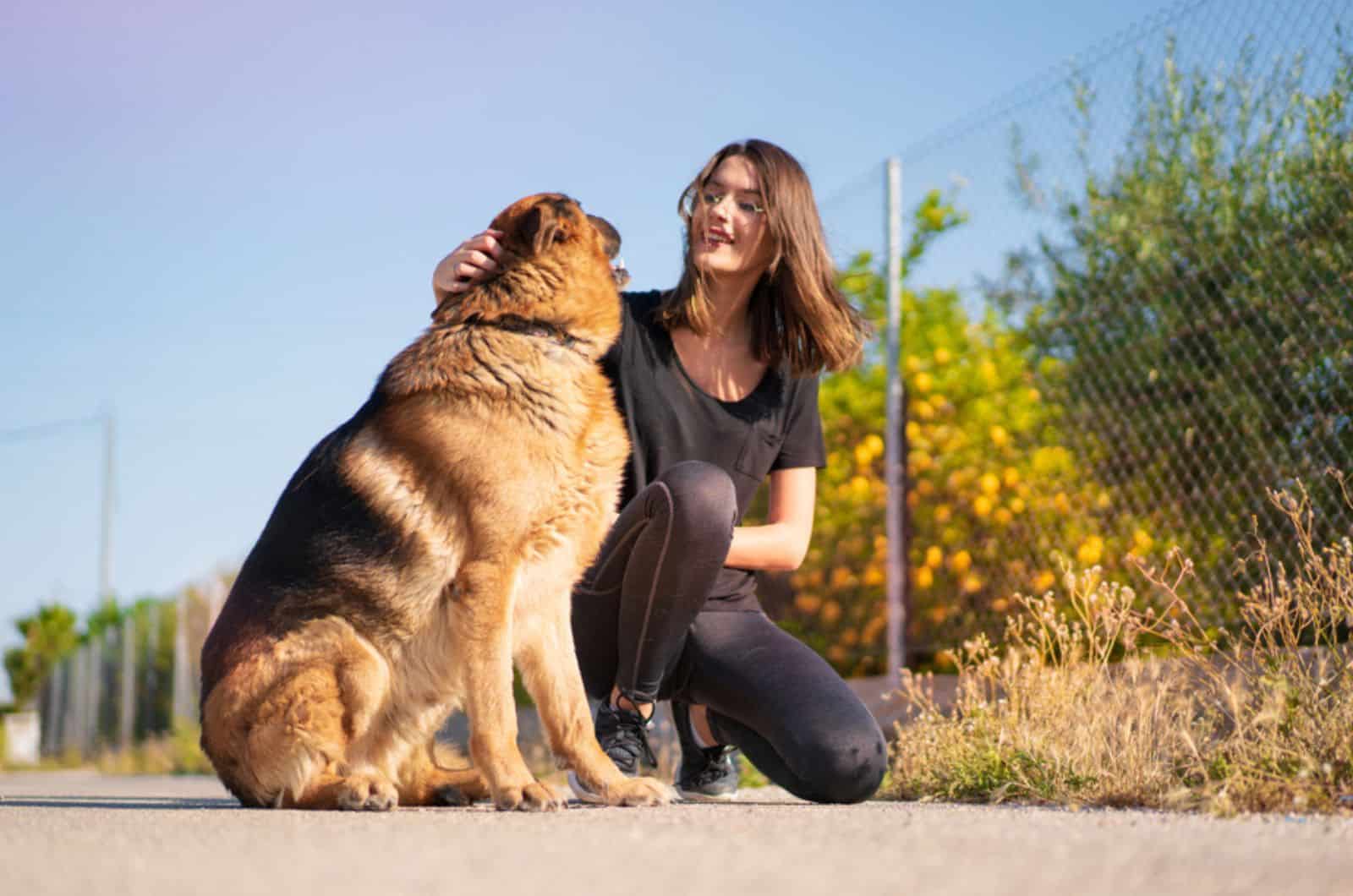 german shepherd staring at his owner outdoors