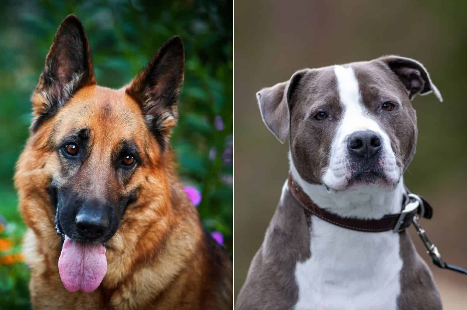 german shepherd vs pitbull comparison