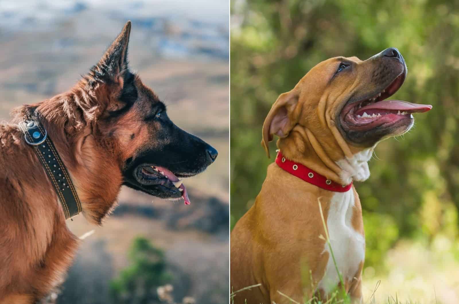 german shepherd vs pitbull health comparison