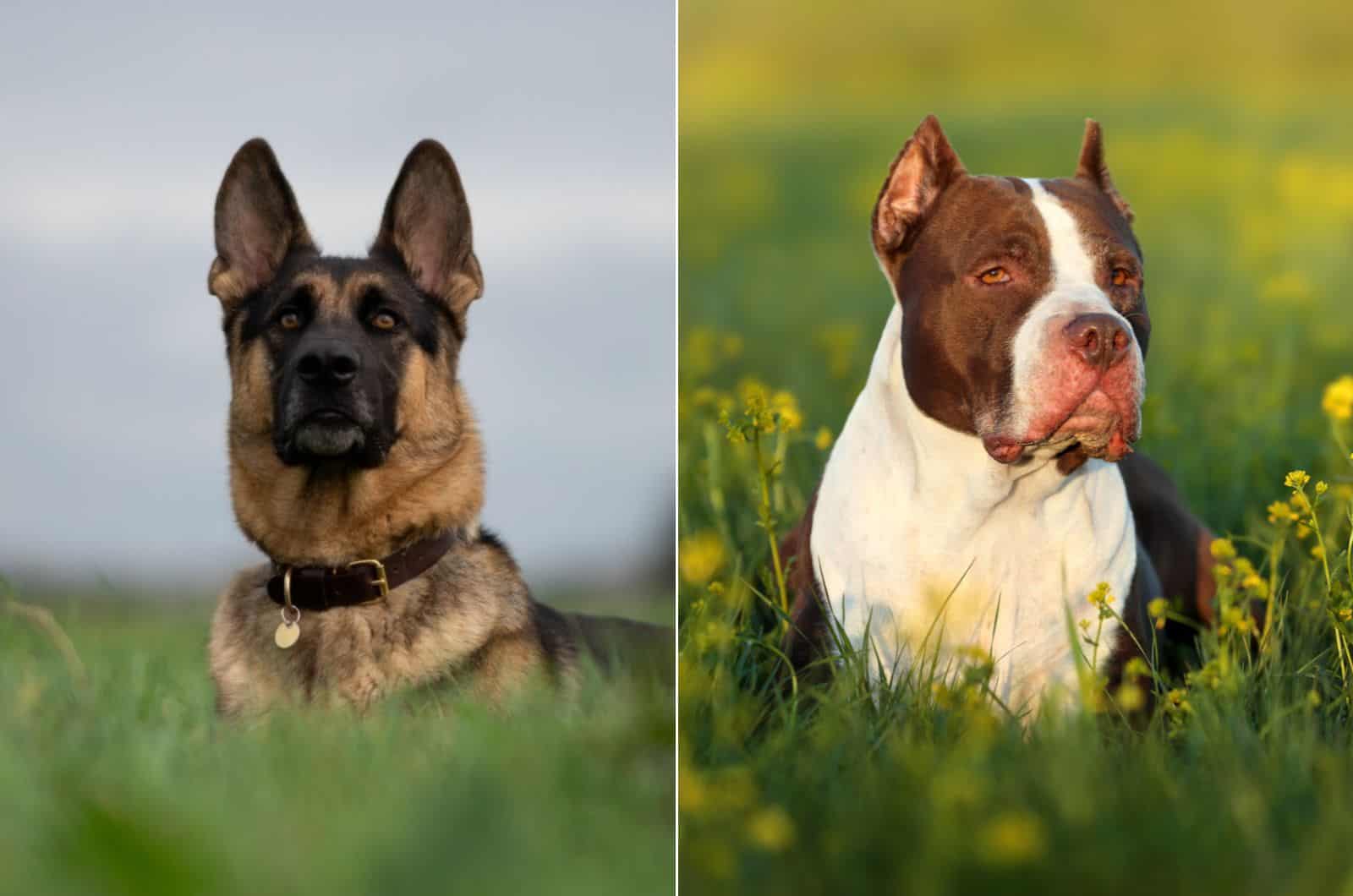 german shepherd vs pitbull trainability