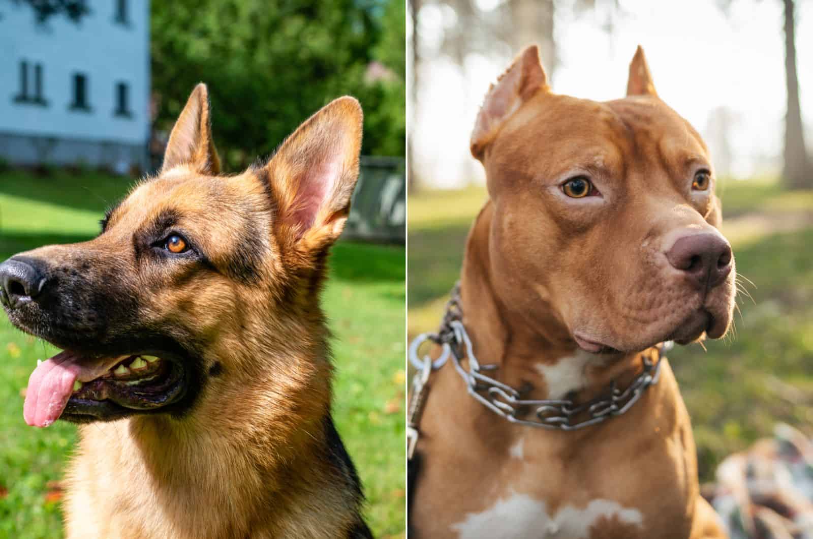 german shepherd vs temperament comparison