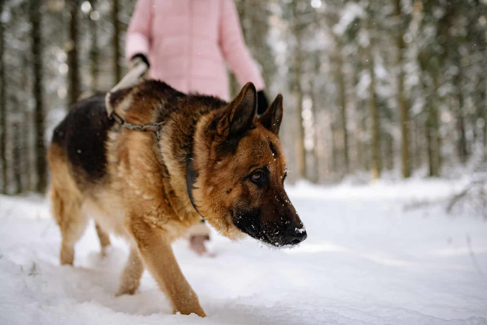 german shepherd walking in snow