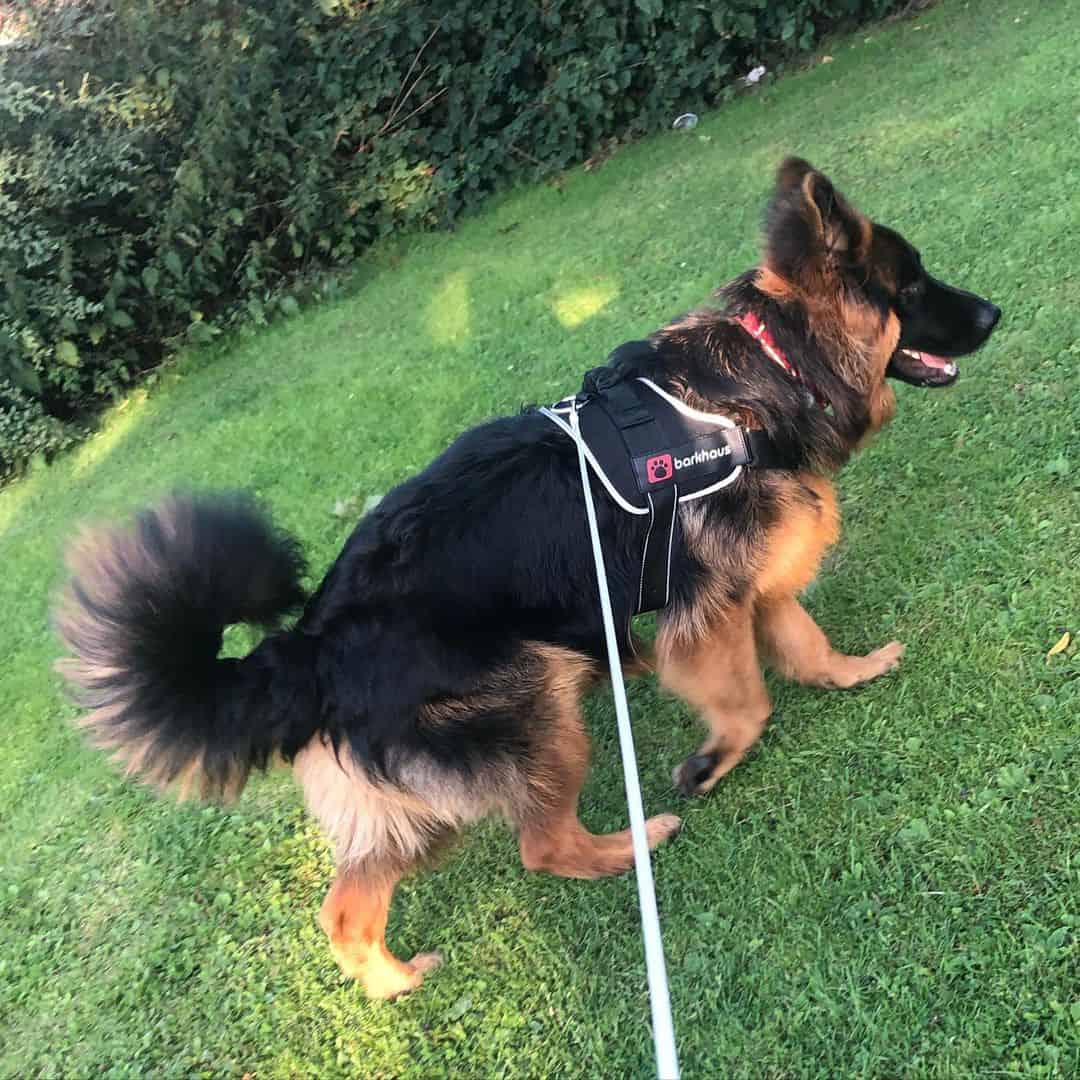 german shepherd with sickle tail