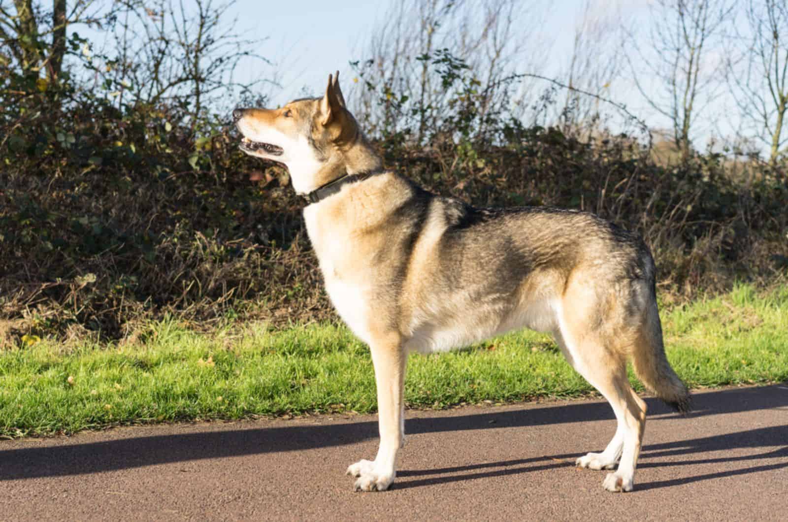 german shepherd wolf mix in nature