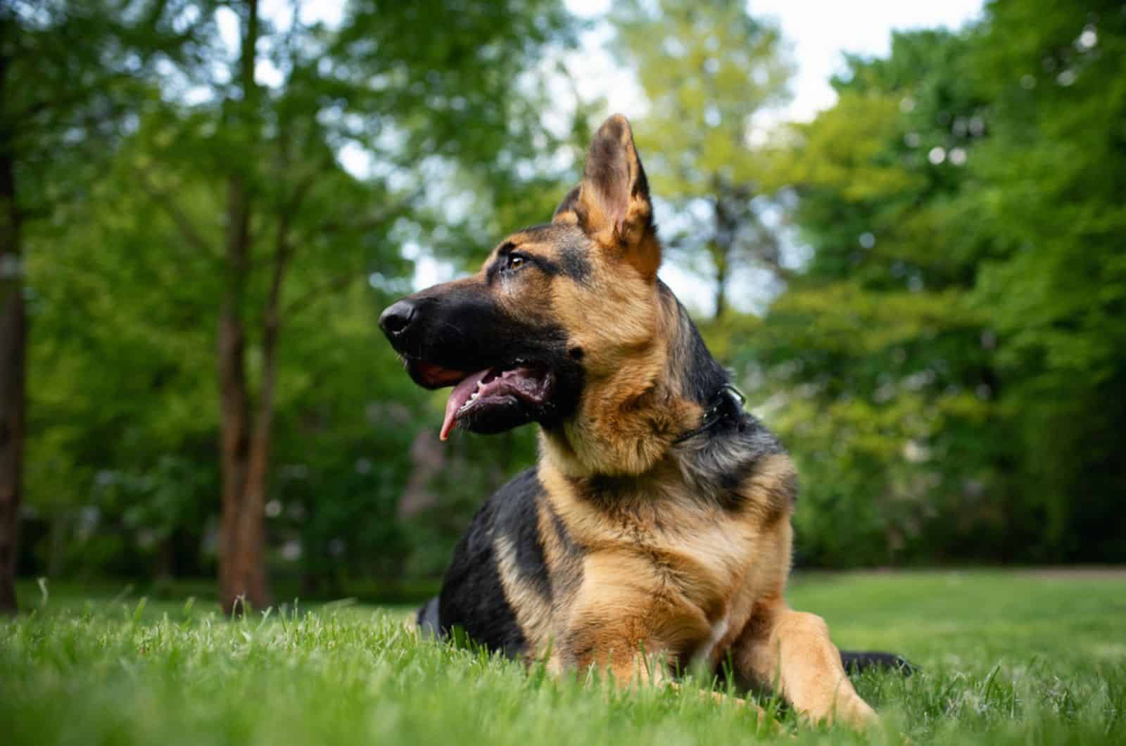 german shephered lying on the grass in the park