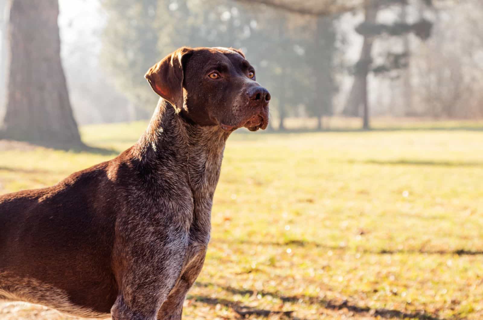 german shorthaired pointer dog in the park