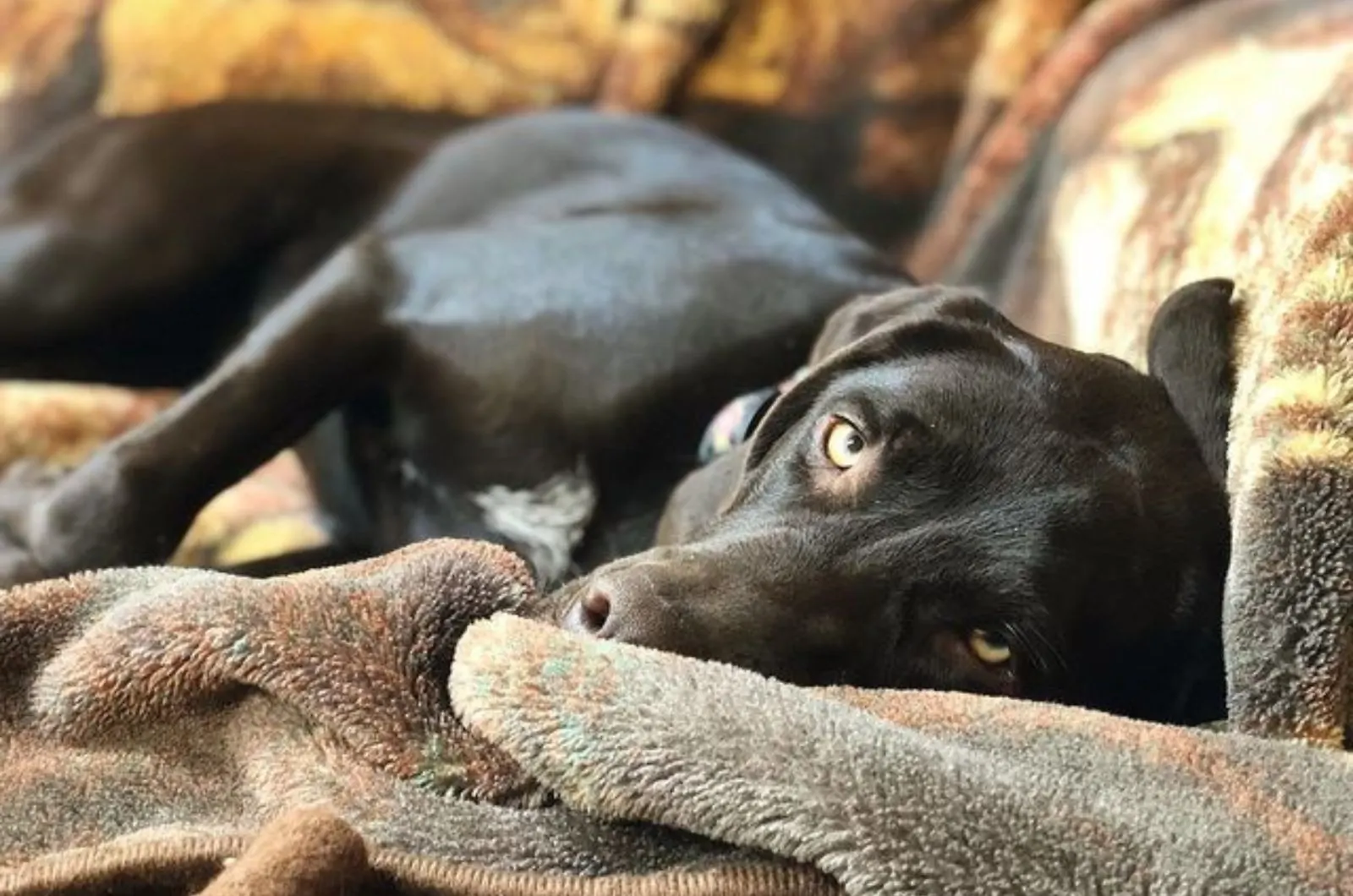 german shorthaired pointer lab lying on the couch