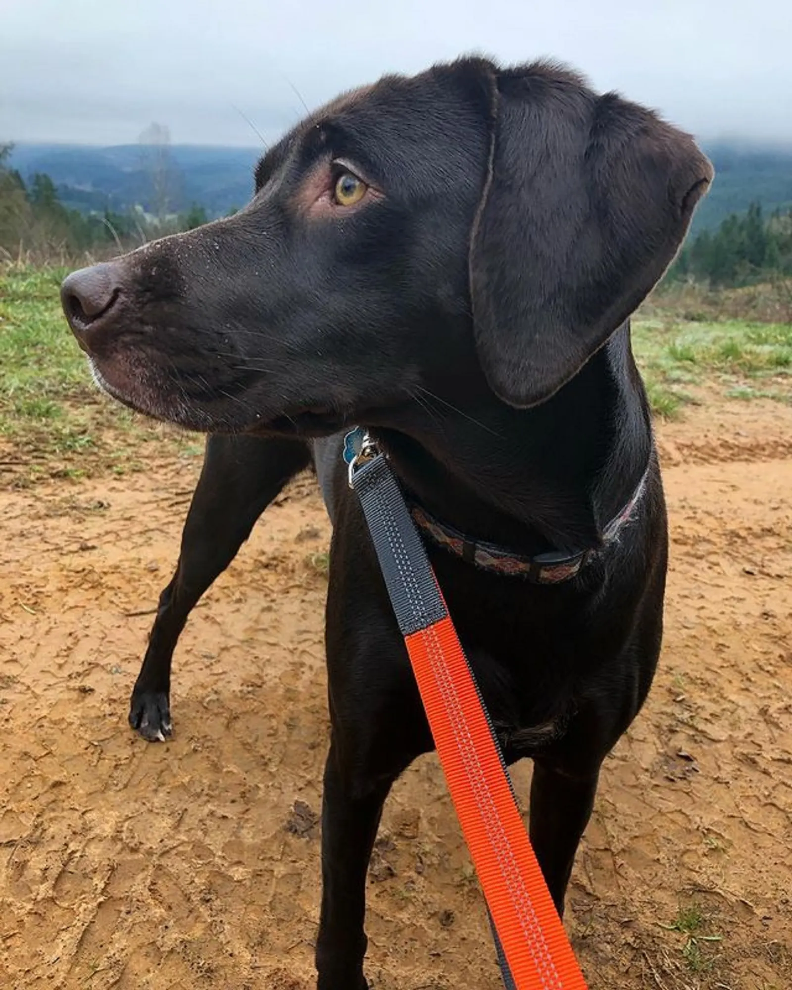 german shorthaired pointer lab on a leash walking in nature