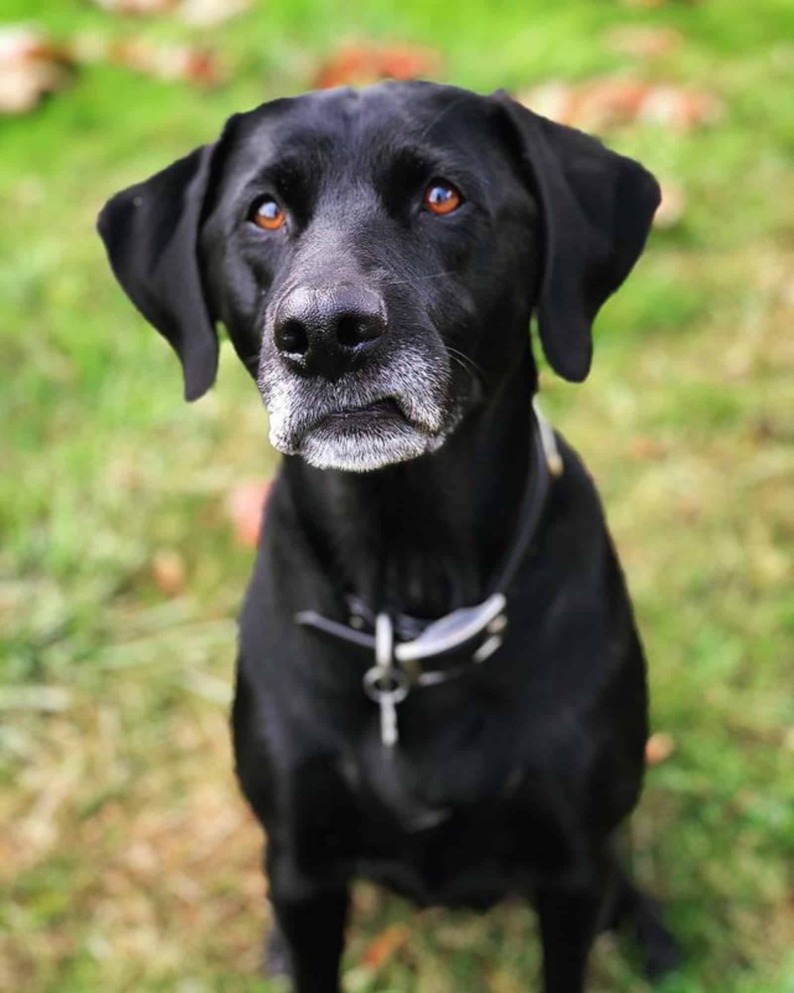 german shorthaired pointer lab sitting on the grass